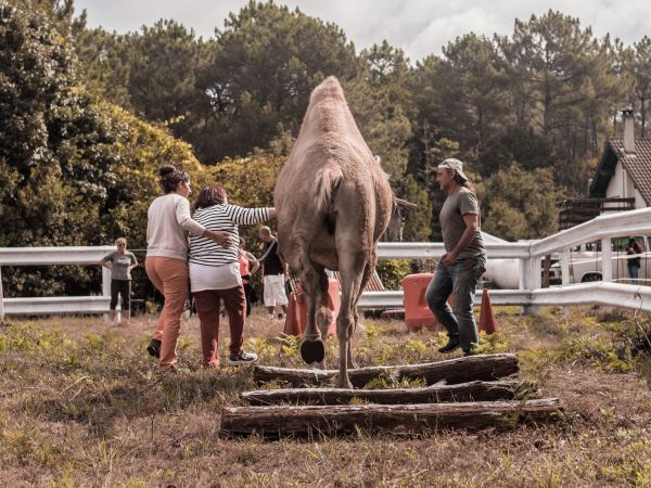 Séance de médiation animale avec un grand camélidé auprès d'un public sensible.