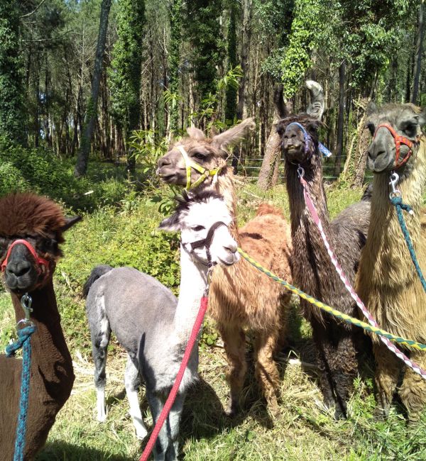 Les alpagas de la ferme Camel'idées de l'Atlantique, des champions en matière de production d'engrais naturel