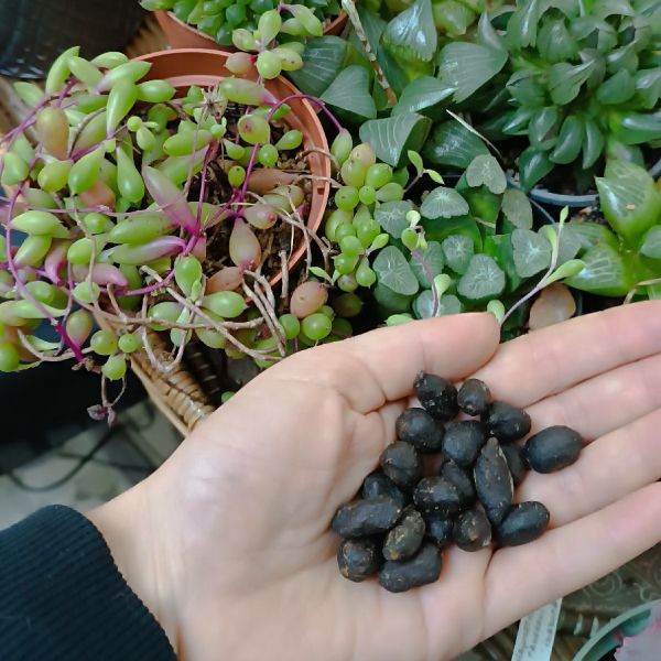 perles d'alpaga, un des meilleurs engrais naturels, sans odeur et propre 