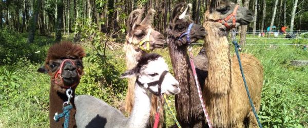 Séance de médiation sous forme de balade avec des lamas et des alpagas 