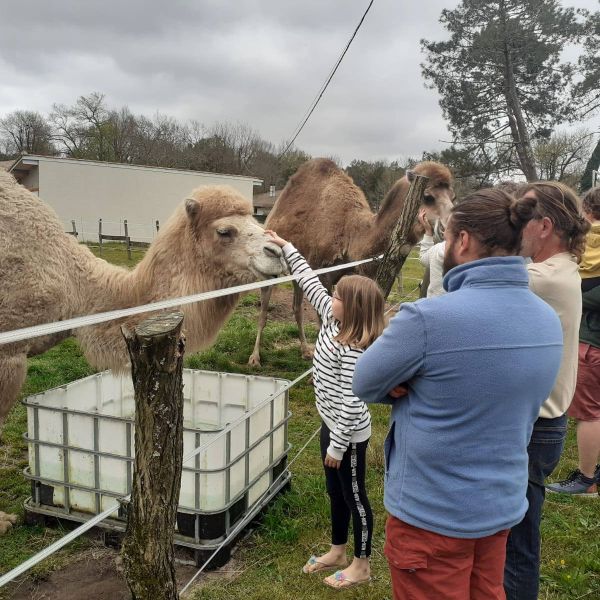 Mario et Dino, de la ferme écologique Camel'idées de l'Atlantique