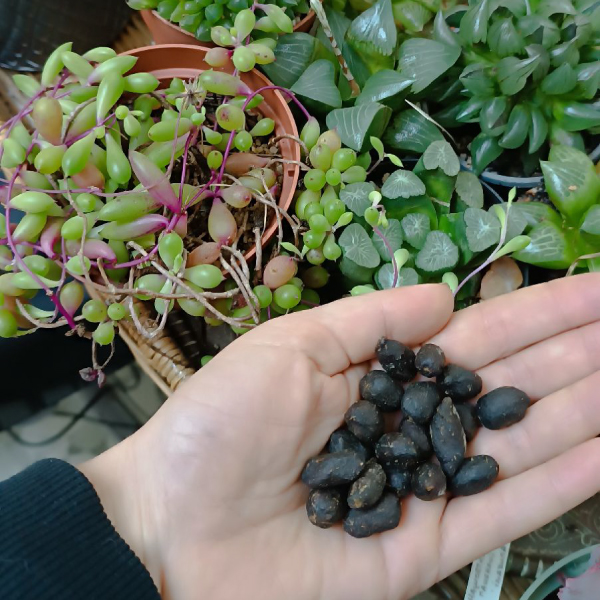 perles d'alpaga, un des meilleurs engrais naturels, sans odeur et propre 