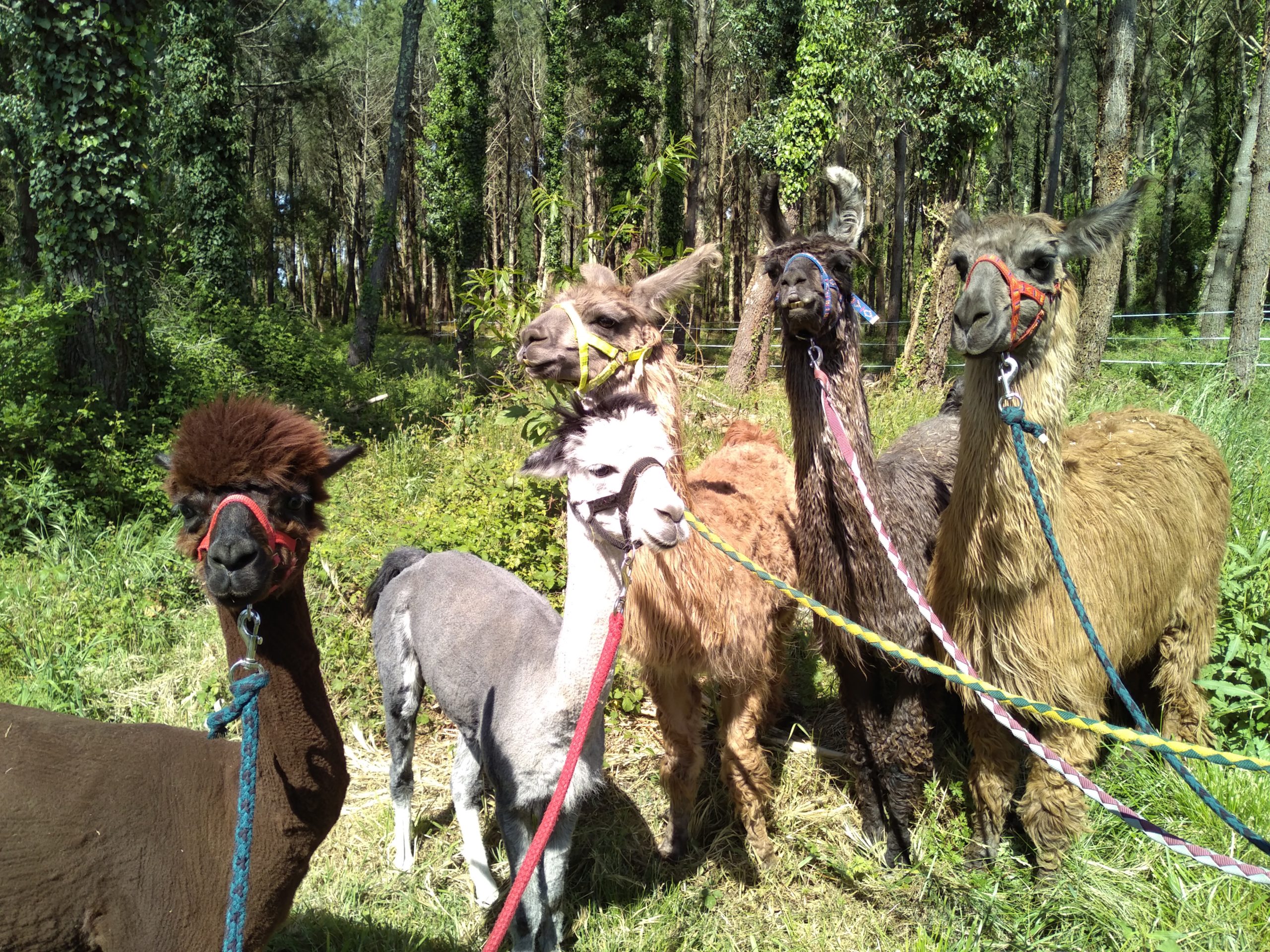 Les alpagas de la ferme Camel'idées de l'Atlantique, des champions en matière de production d'engrais naturel