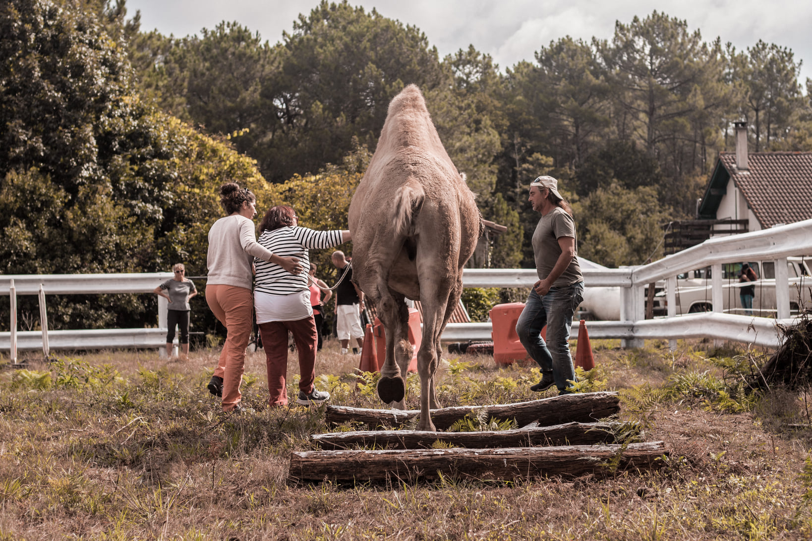 Camélidé de l'association pendant un accompagnement bien-être