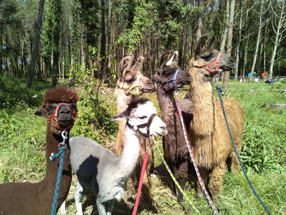 Séance de médiation sous forme de balade avec des lamas et des alpagas 